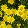Colorado Gold® Gazania -High Country Gardens Sales gazania linearis colorado gold treassure flower