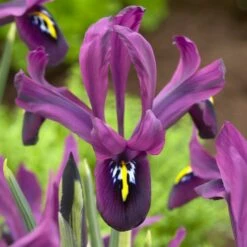 George Specie Iris (Mini Iris) -High Country Gardens Sales george mini iris specie iris purple