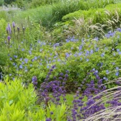 Johnson's Blue Geranium 5 Johnson's Blue Geranium -High Country Gardens Sales geranium johnsons blue in garden cropped 19
