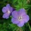 Johnson's Blue Geranium -High Country Gardens Sales geranium johnsons blue paul drobot