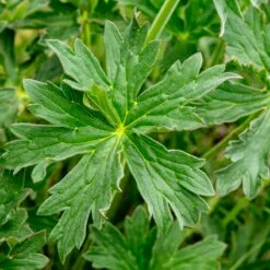 Sticky Geranium -High Country Gardens Sales geranium viscosissimum 2