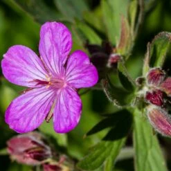 Sticky Geranium -High Country Gardens Sales geranium viscosissimum 3