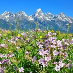 Sticky Geranium -High Country Gardens Sales geranium viscosissimum 4