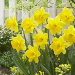 Gigantic Star Large Cupped Daffodil -High Country Gardens Sales gigantic star daffodil narcissus cropped 1