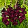 Espresso Gladiolus 2 Espresso Gladiolus -High Country Gardens Sales gladiolus espresso flwoer blooms garden