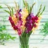 Mardi Gras Gladiolus Mix -High Country Gardens Sales gladiolus mardi gras mix
