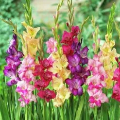 Rainbow Gladiolus Mix 9 Rainbow Gladiolus Mix -High Country Gardens Sales gladiolusmix3 1