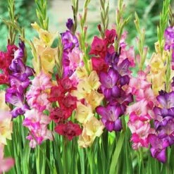 Rainbow Gladiolus Mix 10 Rainbow Gladiolus Mix -High Country Gardens Sales gladiolusmix4 1