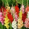 Rainbow Gladiolus Mix -High Country Gardens Sales gladiolusmix5 1