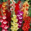 Parrot Gladiolus Mix -High Country Gardens Sales gladiolusparrotmix1 1