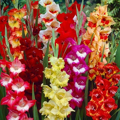 Parrot Gladiolus Mix 3 Parrot Gladiolus Mix