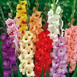 Rainbow Gladiolus Mix 11 Rainbow Gladiolus Mix -High Country Gardens Sales gladiolusrainbowmix 3