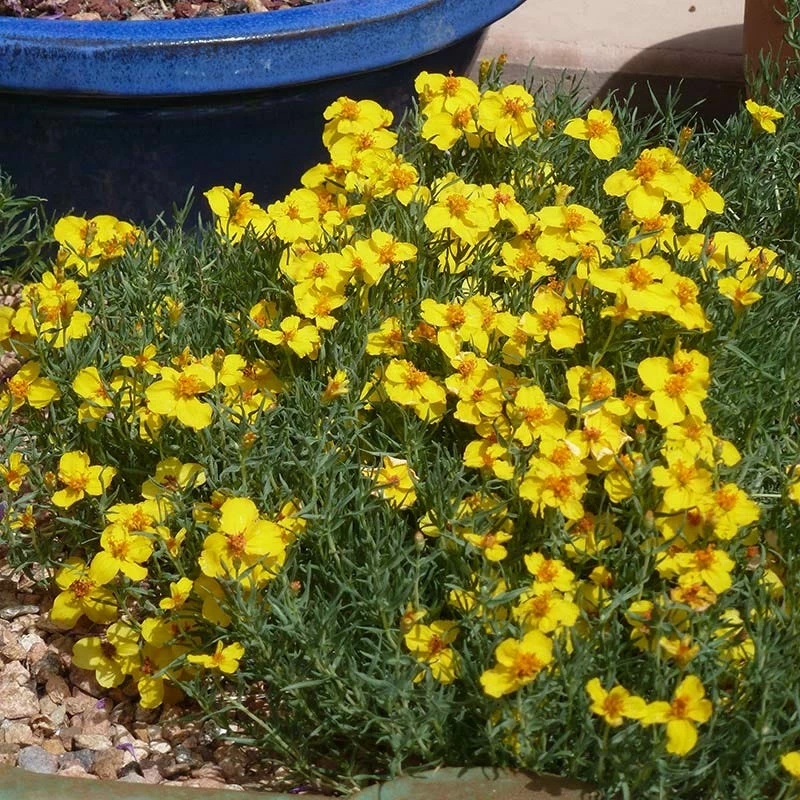 Gold On Blue Prairie Zinnia 4 Gold On Blue Prairie Zinnia - Image 2