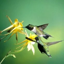 Golden Spur Columbine 10 Golden Spur Columbine -High Country Gardens Sales golden spur columbine aquilegia