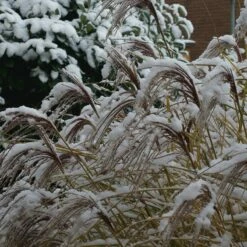 Gracillimus Miscanthus Grass 15 Gracillimus Miscanthus Grass -High Country Gardens Sales gracillimus miscanthus grass