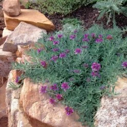 Gray Creeping Germander (Teucrium) 9 Gray Creeping Germander (Teucrium) -High Country Gardens Sales grey creeping germander