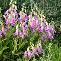 Spanish Peaks® Foxglove -High Country Gardens Sales hblvz51 digitalis thapsi spanish peaks 2