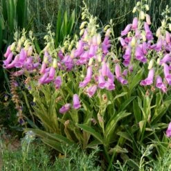 Spanish Peaks® Foxglove -High Country Gardens Sales hblvz51 digitalis thapsi spanish peaks