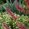 Glowing Embers® Agastache -High Country Gardens Sales hcg agastache glowing embers agave havardiana melampodium 1 1