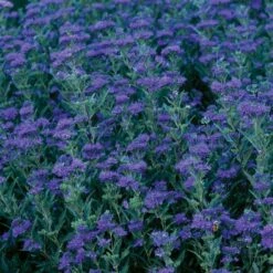 First Choice Caryopteris 7 First Choice Caryopteris -High Country Gardens Sales hcg blue mist spirea 30717 2