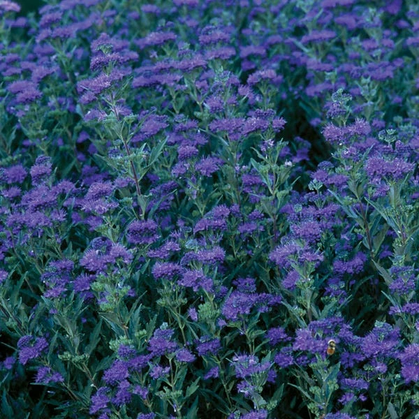 First Choice Caryopteris 4 First Choice Caryopteris - Image 2