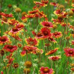 Native Dry Area Wildflower Seed Mix 10 Native Dry Area Wildflower Seed Mix -High Country Gardens Sales hcg dry area mix blanketflower