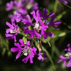 Native Dry Area Wildflower Seed Mix 13 Native Dry Area Wildflower Seed Mix -High Country Gardens Sales hcg dry area mix deer horn clarkia