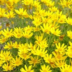 Native Dry Area Wildflower Seed Mix 12 Native Dry Area Wildflower Seed Mix -High Country Gardens Sales hcg dry area mix oregon sunshine