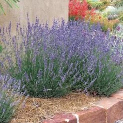 Gros Bleu French Lavender 6 Gros Bleu French Lavender -High Country Gardens Sales hcg lavandula gros bleu 63156 1