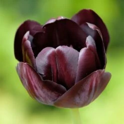 Queen Of The Night Single Late Tulip 7 Queen Of The Night Single Late Tulip -High Country Gardens Sales hcg single late tulip queen of the night