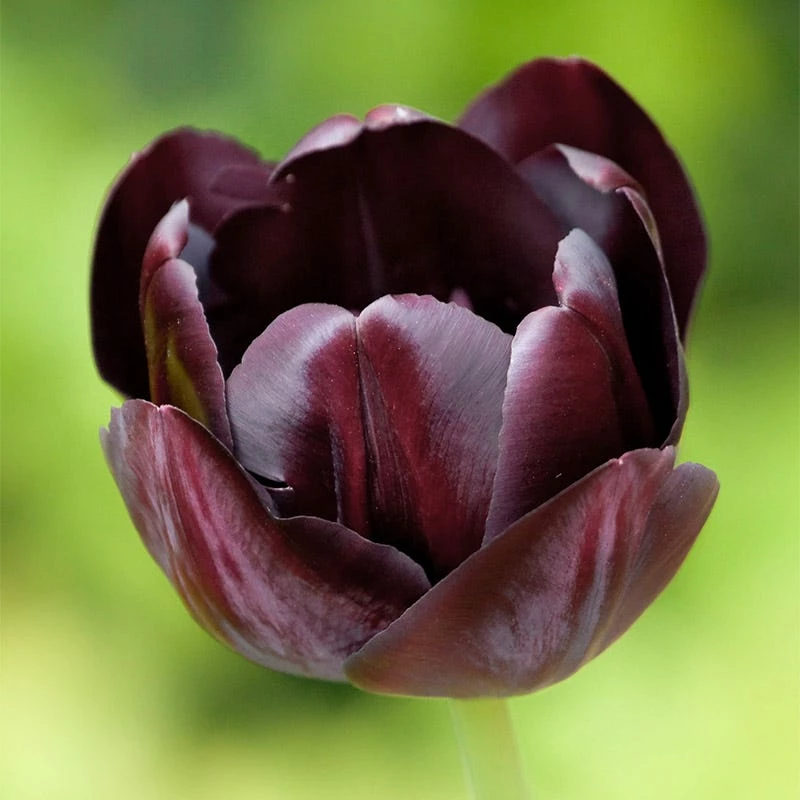 Queen Of The Night Single Late Tulip 5 Queen Of The Night Single Late Tulip - Image 3