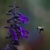 Amistad Salvia -High Country Gardens Sales hcgsp15cllassila 23526409 attheamistad