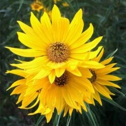 Santa Fe Maximilian's Sunflower (Helianthus) -High Country Gardens Sales hcgsp15jackganse 23526409 helian
