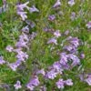 Profuse Pink False Pennyroyal (Hedeoma) -High Country Gardens Sales hedeoma hyssopifolia profuse pink close