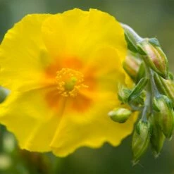 Ben Fhada Rock Rose (Helianthemum) 7 Ben Fhada Rock Rose (Helianthemum) -High Country Gardens Sales helianthemum ben fhada blooms buds