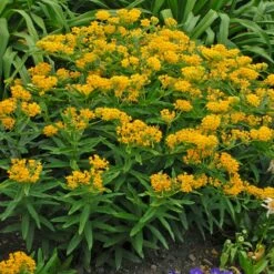 Hello Yellow Butterfly Weed -High Country Gardens Sales hello yellow butterfly weed