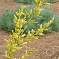 High Country Gardens Sales 18 Yellow Flowering Texas Yucca (Hesperaloe)