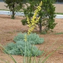 Yellow Flowering Texas Yucca (Hesperaloe) -High Country Gardens Sales hesperaloe parviflora yellow flower
