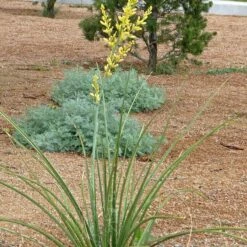 Yellow Flowering Texas Yucca (Hesperaloe) -High Country Gardens Sales hesperaloe parviflora yellow plant and flower