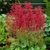 Firefly Coral Bells -High Country Gardens Sales heuchera firefly coral bells 1