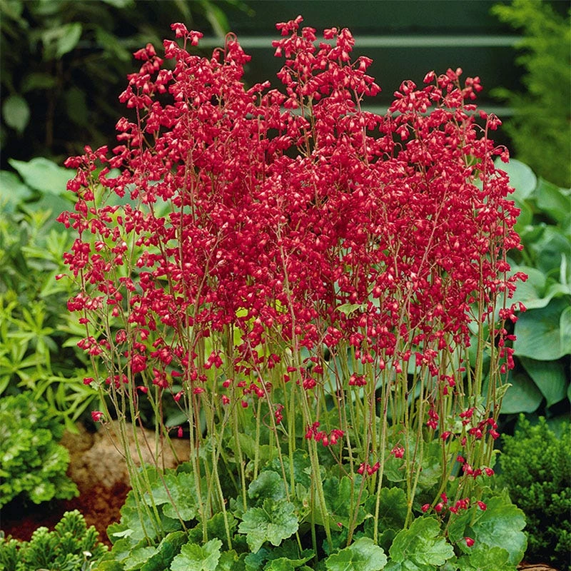 Firefly Coral Bells 3 Firefly Coral Bells