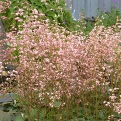 Weston Pink Coral Bells -High Country Gardens Sales heuchera weston pink coral bells