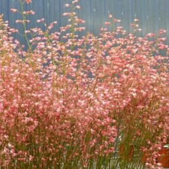 Weston Pink Coral Bells -High Country Gardens Sales heuchera weston pink coral bells flowers