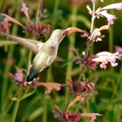 Agastache Rupestris -High Country Gardens Sales hummingbird agastache rupestris robert latham ca 2 1 4