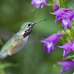 Pike's Peak Purple® Penstemon -High Country Gardens Sales hummingbird penstemon pikes peak 75797p