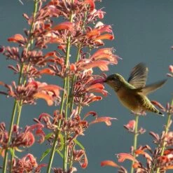 Agastache Rupestris -High Country Gardens Sales hummingbirdandagastache rupestris