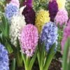 Easter Joy Hyacinth Mix -High Country Gardens Sales hyacinth easter joy mix garden flowers
