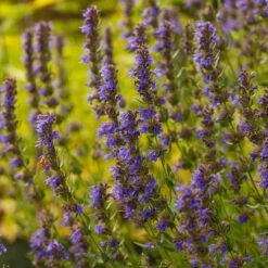 Blue Hyssop (Hyssopus) -High Country Gardens Sales hyssop hyssopus cropped 19 1