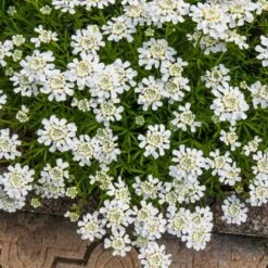 Purity Dwarf Candytuft (Iberis)