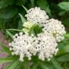 Ice Ballet Swamp Milkweed 1 Ice Ballet Swamp Milkweed -High Country Gardens Sales ice ballet 1